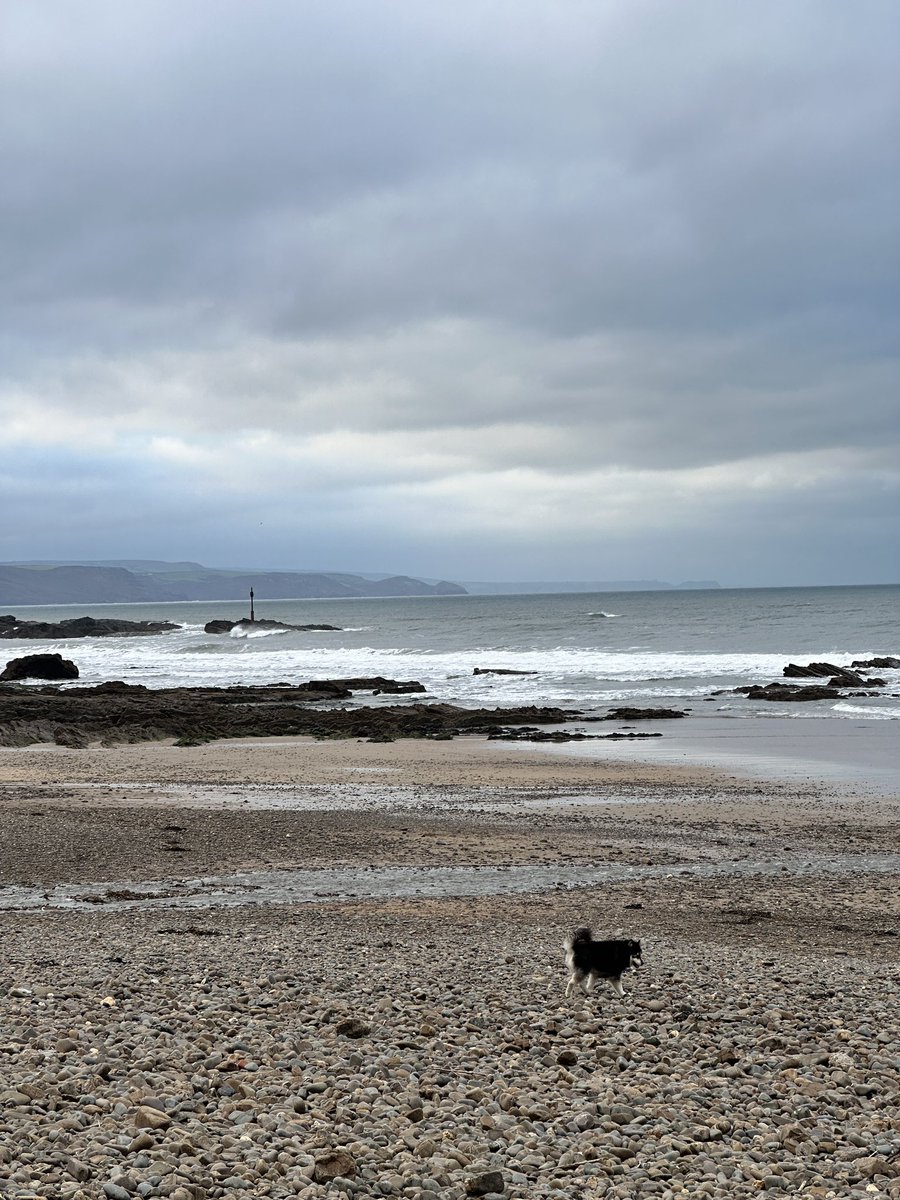 ANDYSOSOHUTT's tweet photo. Dog on the beach with little surf before. Good times https://t.co/pobZhtgl4Q