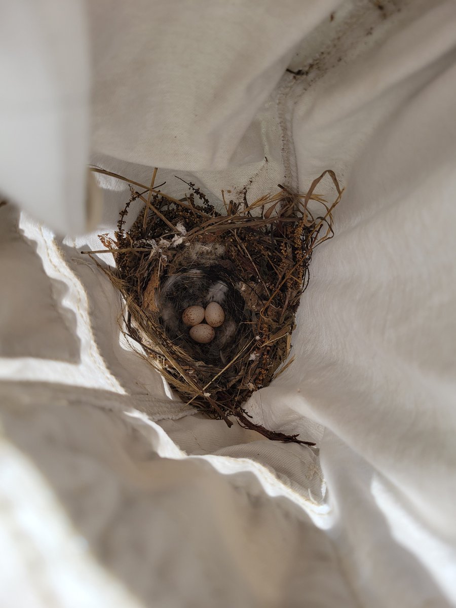 NestWatch's tweet photo. What a weird place for a nest! Pamela Simek found this Bewick's Wren nest in a pair of shorts she had hanging up to dry outside! What's the weirdest place you've found a bird nest? https://t.co/4ubnLjeyGx