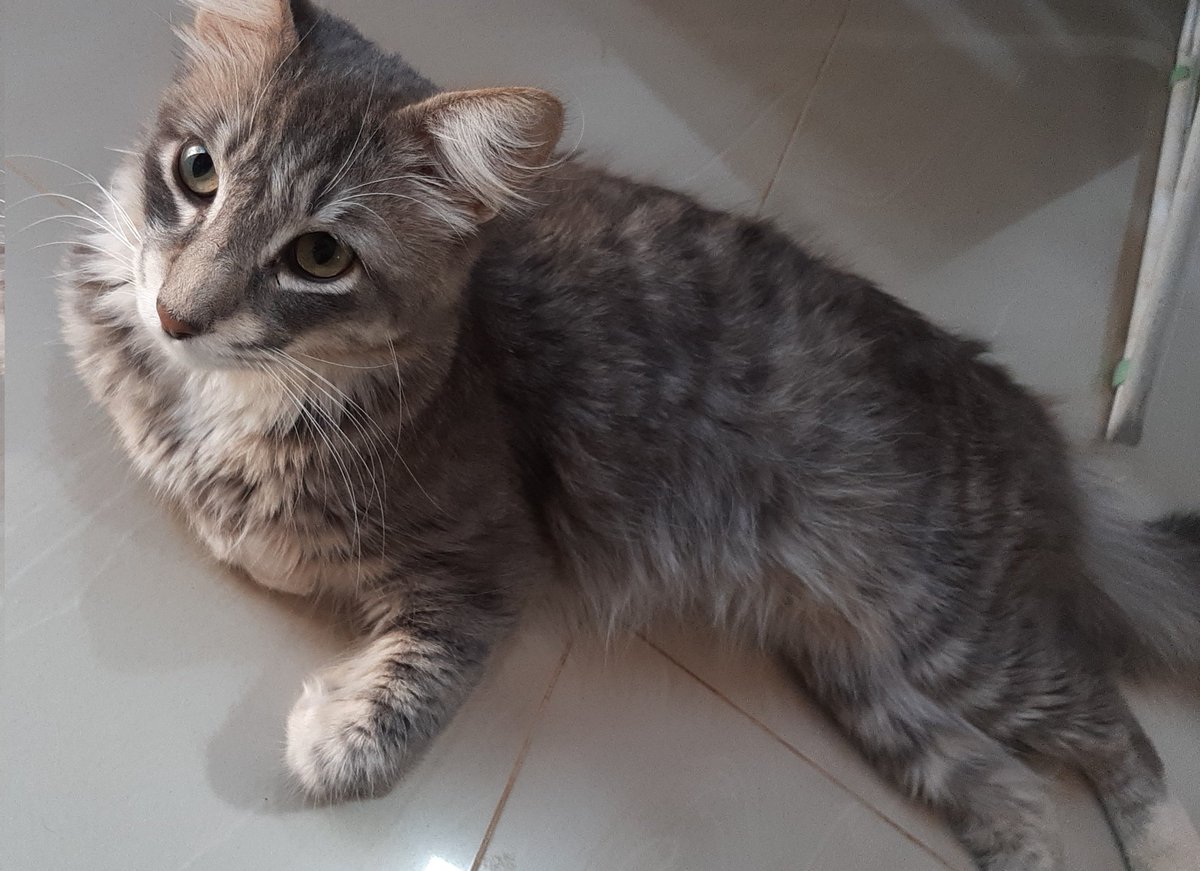 ZelayaLisa's tweet photo. @koalandeMichi Igor, Pícaro, Tigre y Gris!! https://t.co/Ws4l2EcbZZ