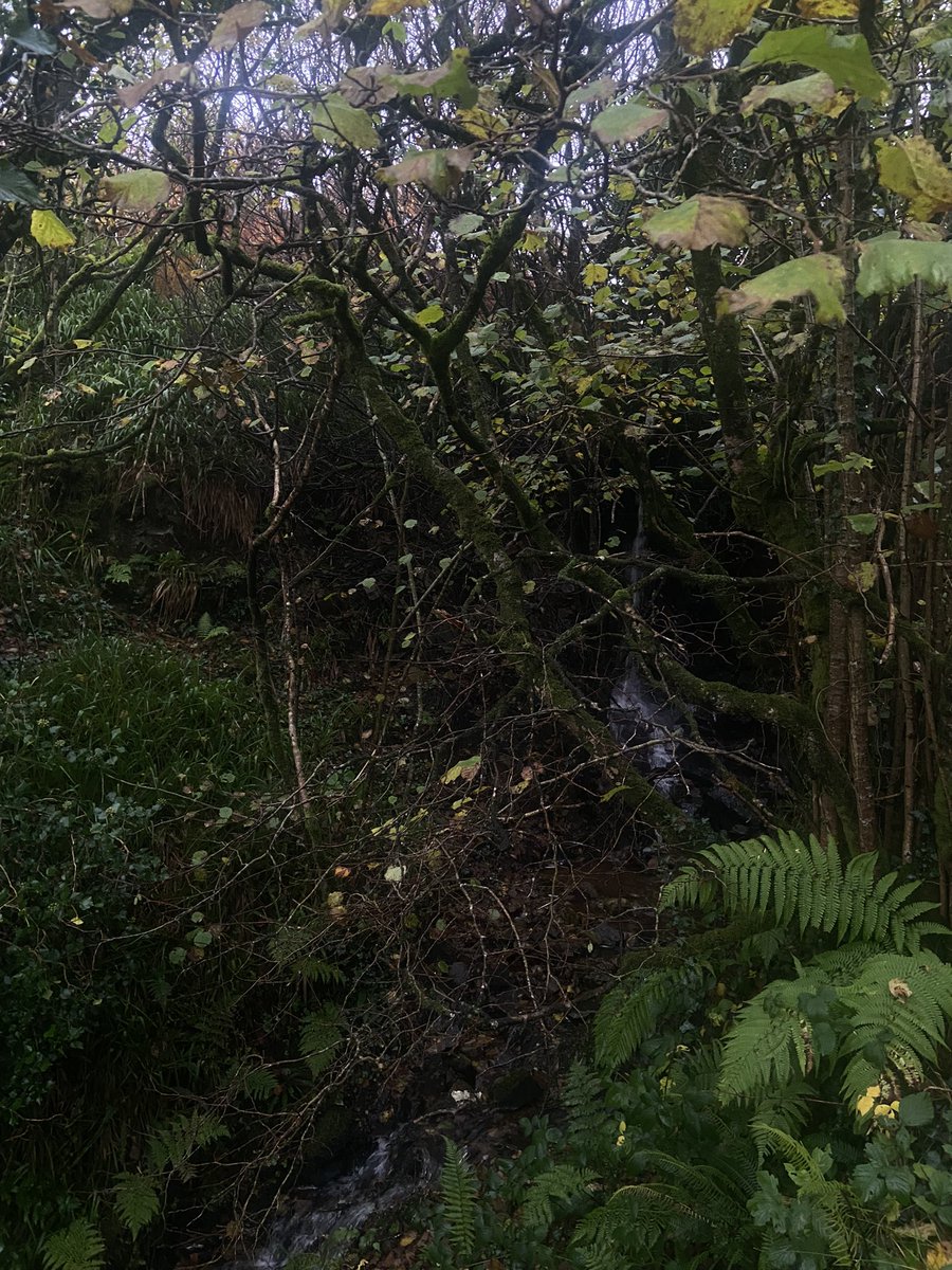 Dmcc115's tweet photo. Humid hazelwoods of Clontigora and Duburren getting ready for Halloween in today’s dank fog and rain https://t.co/vo7ZvbJMwl