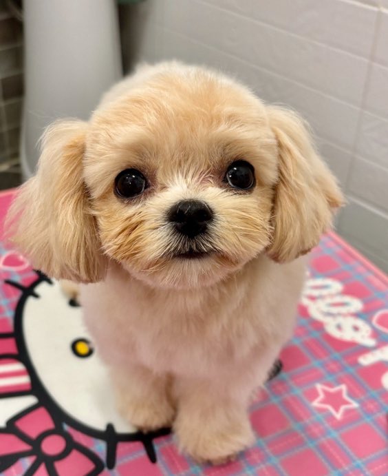 01O3l2's tweet photo. 아니 시루 진짜 시루처럼 생겻어
뭔 말인지 아시죠 https://t.co/w4ZSCVVJMZ
