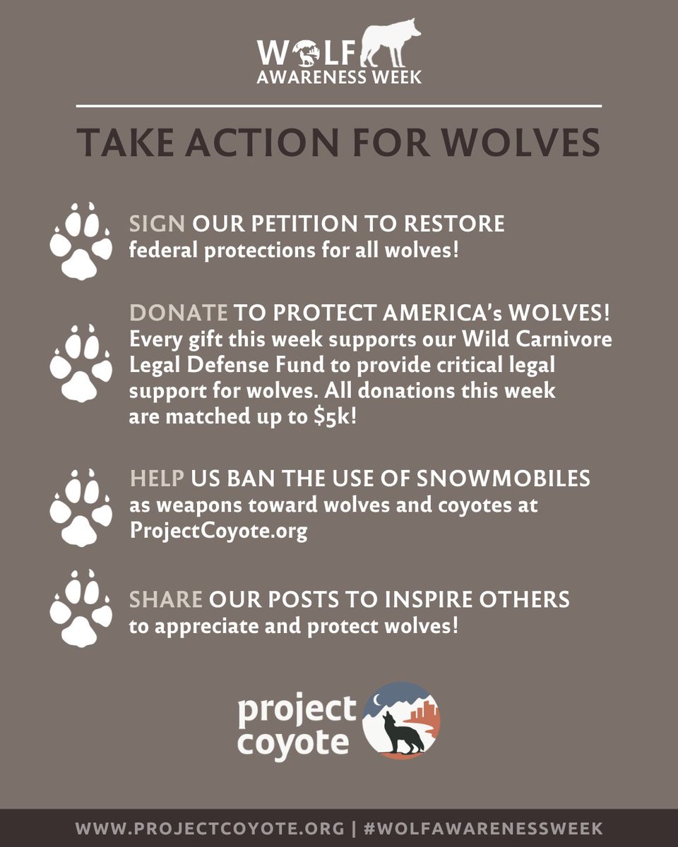 ProjectCoyote's tweet image. 🐾 Donate to #ProtectAmericasWolves and help us ban the use of snowmobiles as weapons toward wolves and coyotes at ProjectCoyote.org