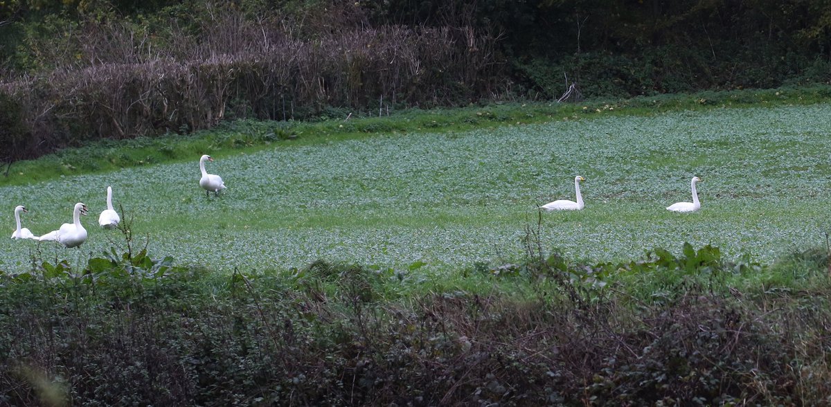Nice to find two Whooper Swans down by the Wye on my patch today and first Brambling on patch as well <a href="/HerefsBirds/">HerefordshireBirds</a>  went back with my camera for some better shots!