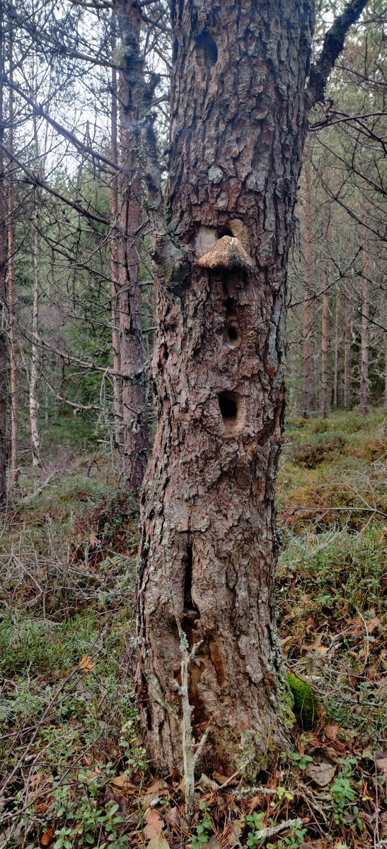 Säästin tämän lepan 18 vuotta sitten. Vielä pystyssä ja toimii pesäpuuna monelle.