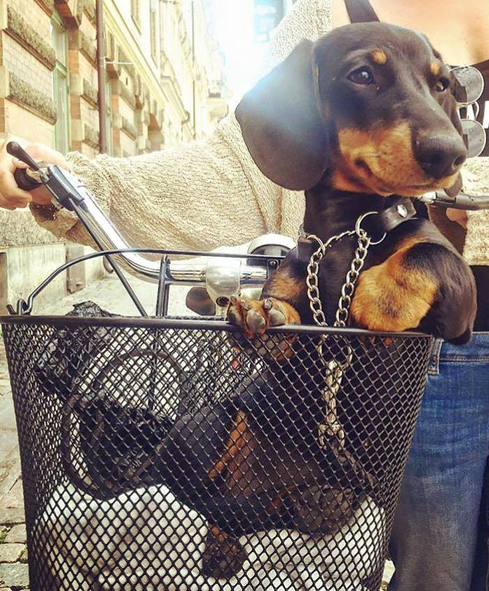 Ele sabe que é lindo