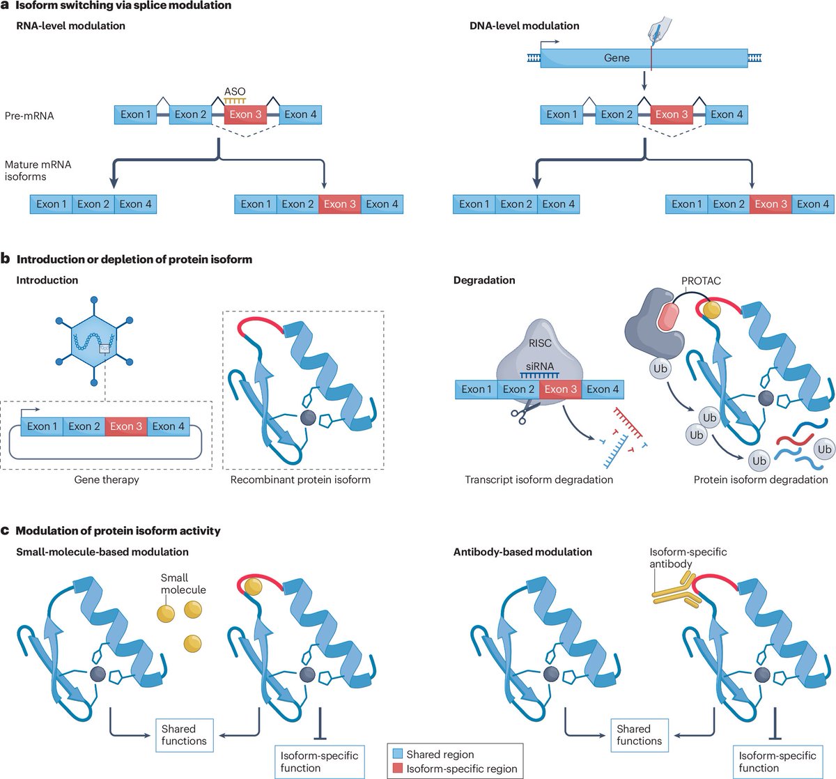 Protein-coding genes often produce multiple protein isoforms. This Review in the October issue discusses the potential to develop protein isoform-centric drugs that have greater specificity and fewer adverse effects
tinyurl.com/2v5c3us8 
rdcu.be/dXZnK