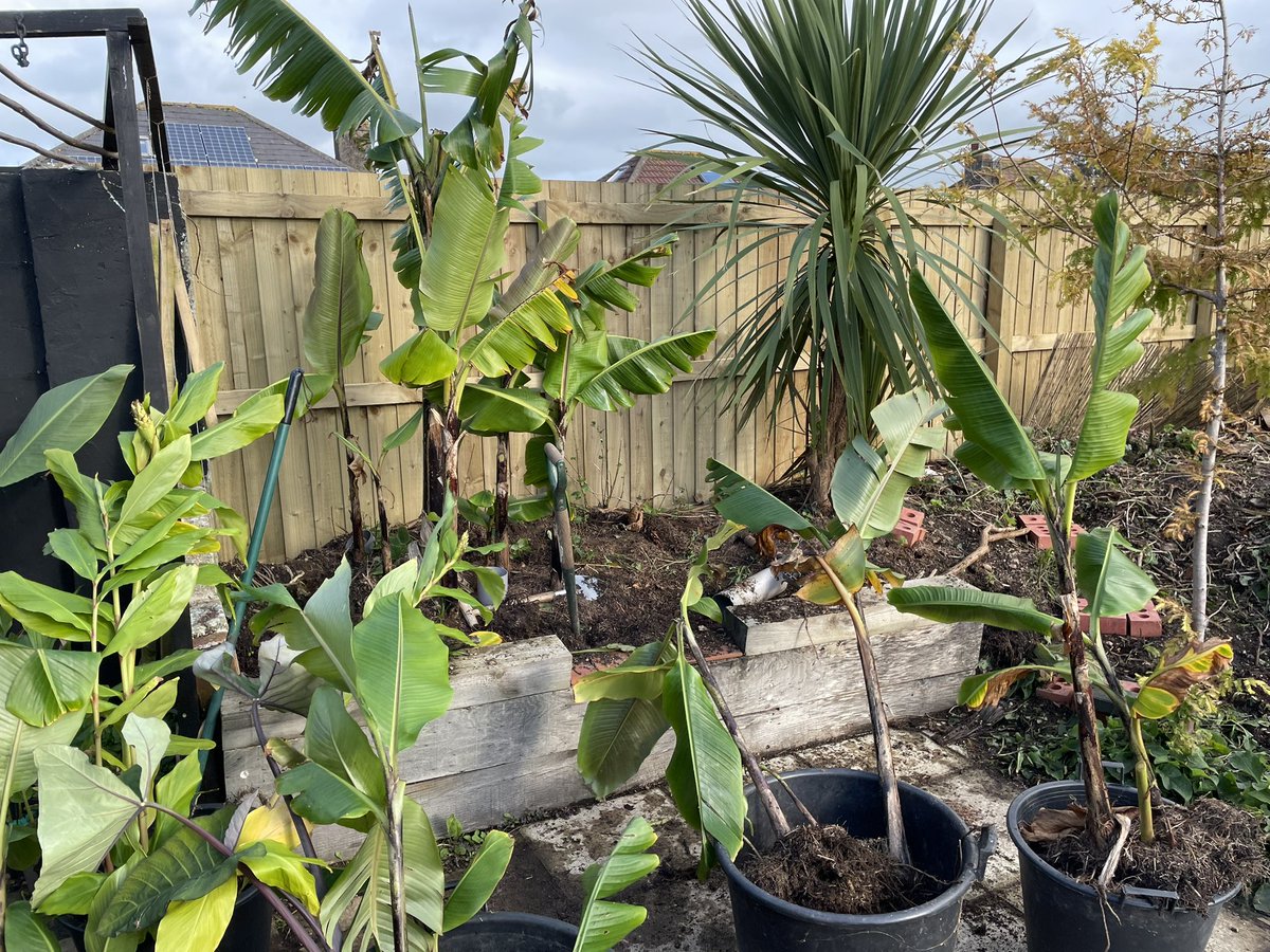 DevonSubtropical tweet media