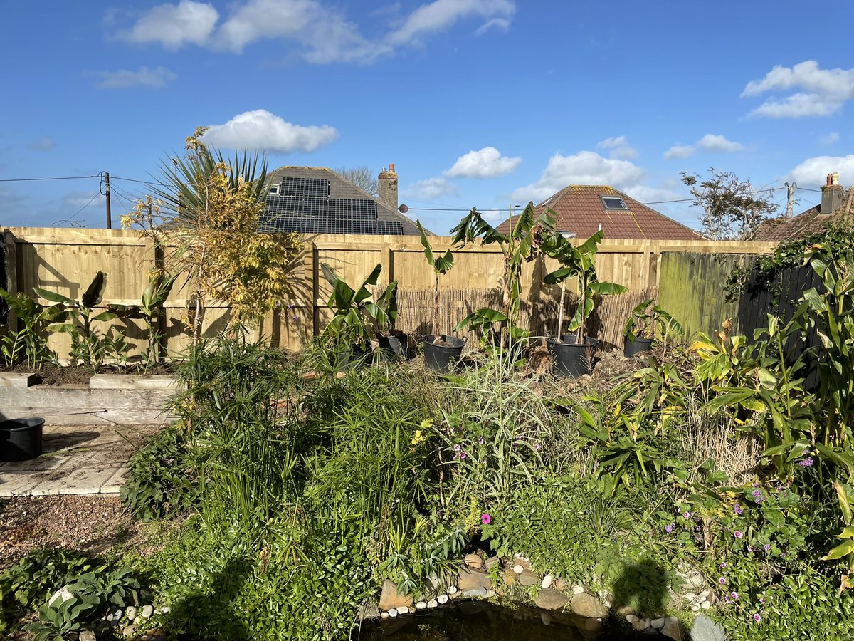 DevonSubtropical tweet media