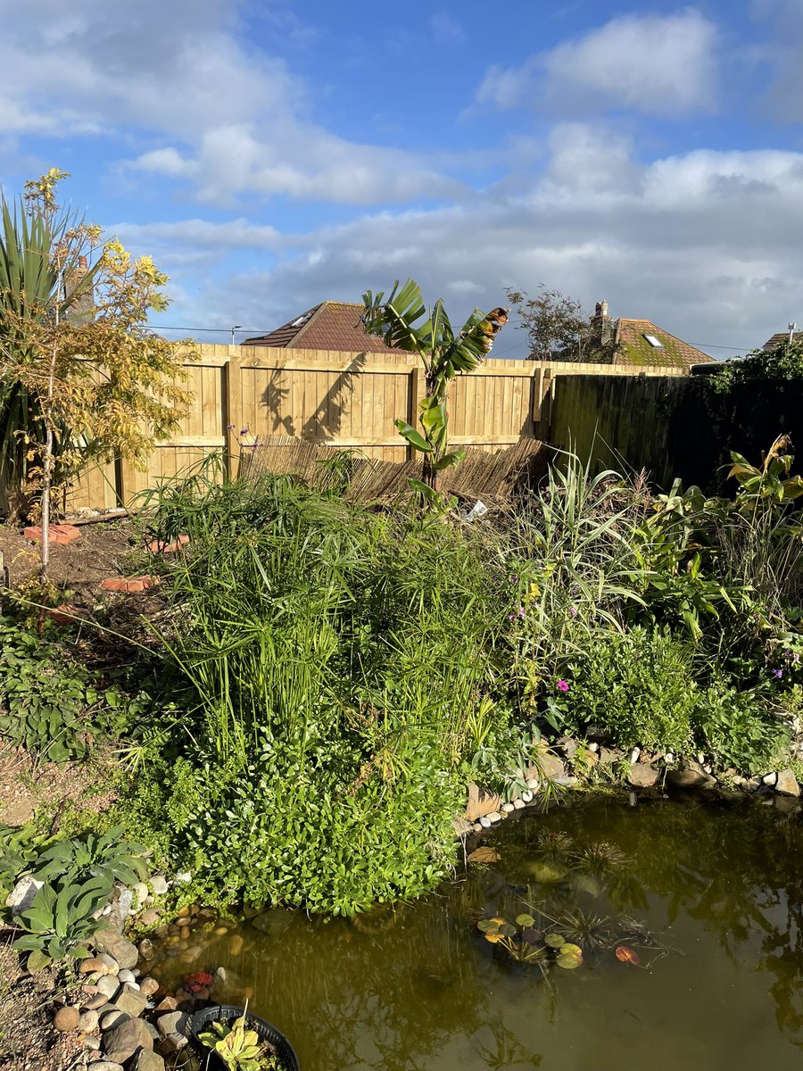 DevonSubtropical tweet media