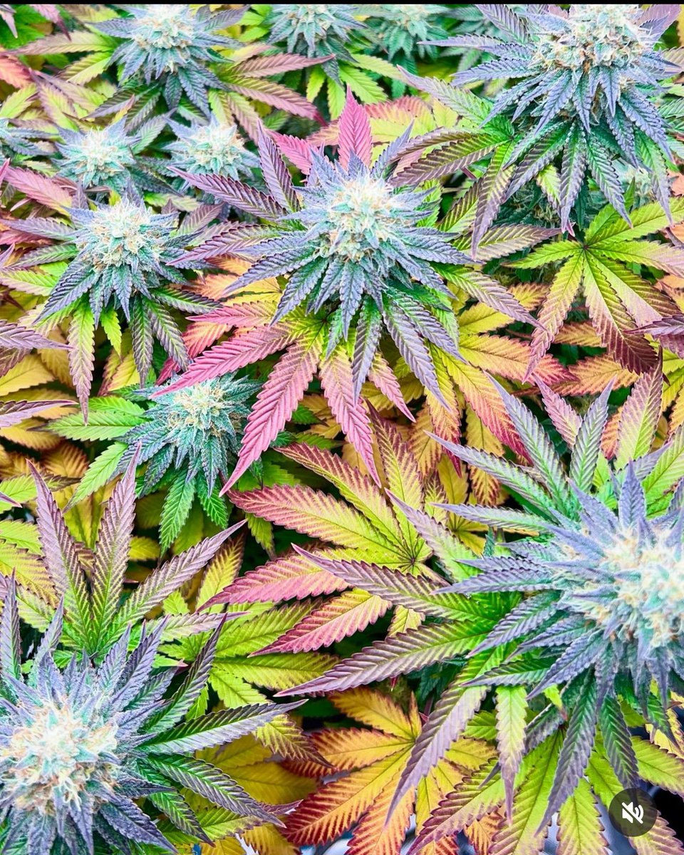 Salty Pickle (F1) fems

Grown by one of my testers
over on IG: a_humble_grower