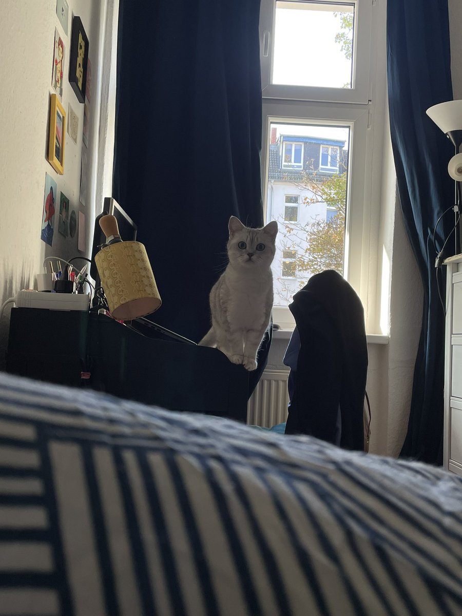 yo: *en cama hace dos días*
la gatita: tas bien????