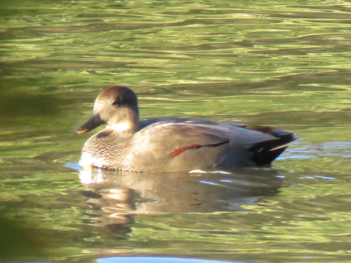 New for the 2024 model!—this season’s Gadwall features a jaunty racing stripe on its side. (Jk it’s a weird molt or something. Same bird, btw. Is it Confusing Duck Season yet???)