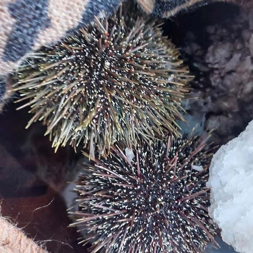 Why is our urchin farming amazing? Urchinomics removes overpopulated sea urchins from barren areas, allowing kelp forests to regenerate. 🌿These kelp forests are crucial for marine ecosystems, acting as habitats for many species and fighting climate change by sequestering carbon.