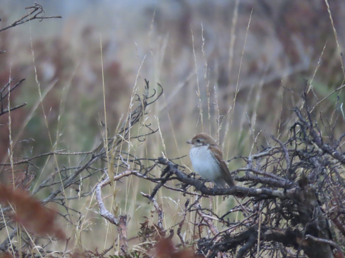 FayStanton00's tweet photo. Dunbar:  Pleased to see the Red-backed Shrike still at JMCP.  A bit too distant for my camera at first, but as the rain got heavier the shrike came nearer!   @birdinglothian https://t.co/cMc1L25wCi