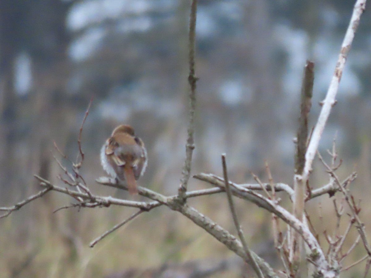 FayStanton00's tweet photo. Dunbar:  Pleased to see the Red-backed Shrike still at JMCP.  A bit too distant for my camera at first, but as the rain got heavier the shrike came nearer!   @birdinglothian https://t.co/cMc1L25wCi
