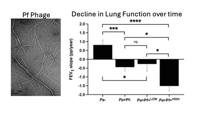 Having lots of Pf phage, a phage that partners with Pseudomonas to build biofilms, in your sputum leads to a decline in lung function over time in people with cystic fibrosis. Congrats to <a href="/ebburgenerMD/">Elizabeth B Burgener</a>, <a href="/PRSecor/">Patrick R. Secor</a> and Carlos Milla on this lovely work. sciencedirect.com/science/articl…