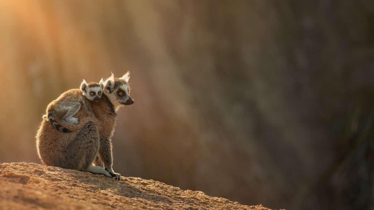 Did you know #lemurs are found only in Madagascar and the nearby Comoro Islands?

This #WorldLemurDay you can help protect habitat for lemurs and other threatened species. Donate now: bit.ly/3BZ08M1