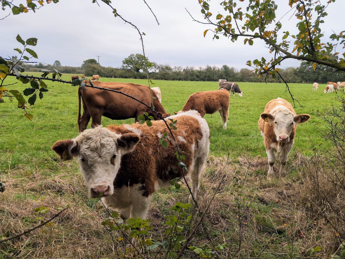 SirLARIATO tweet media