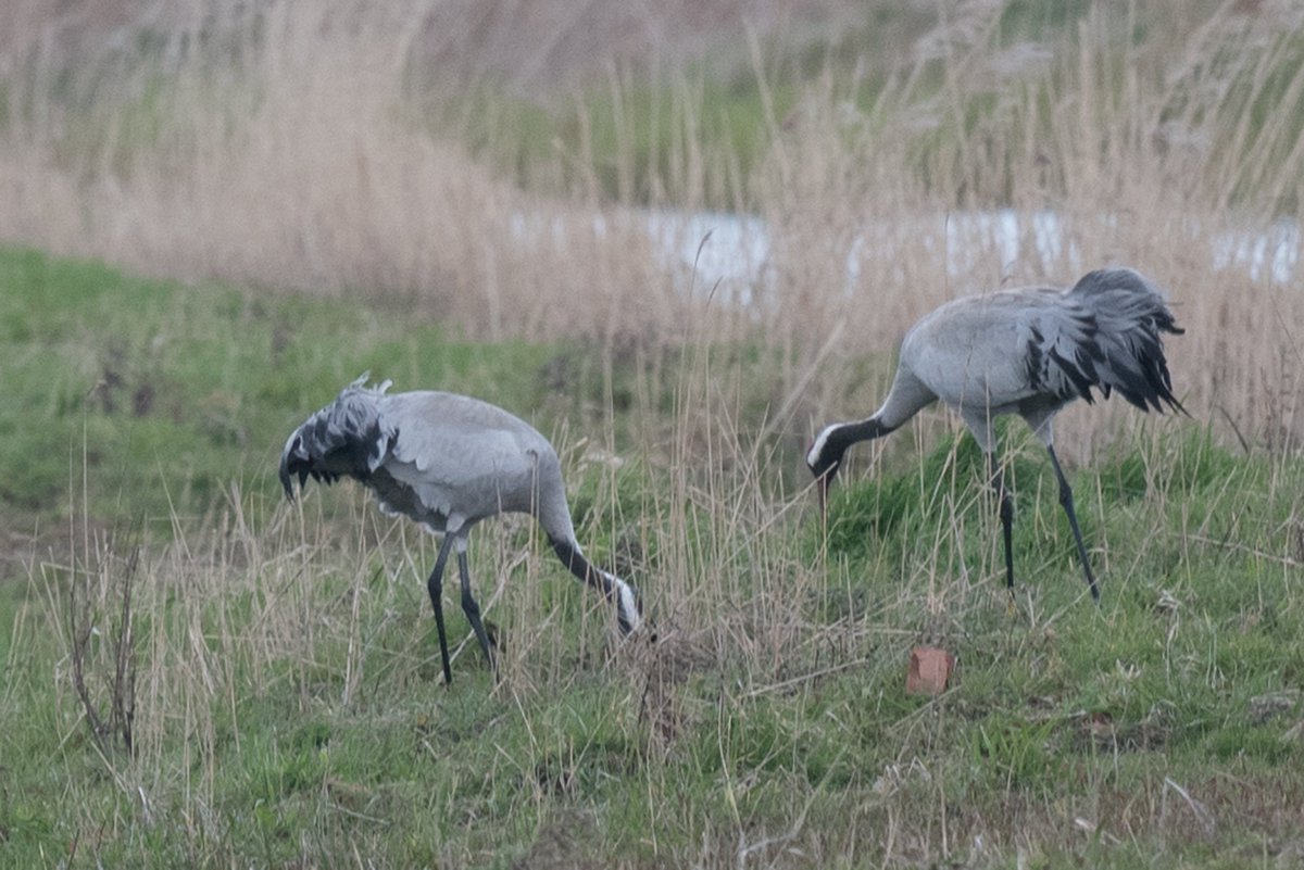 Ian Philip Misselbrook tweet media
