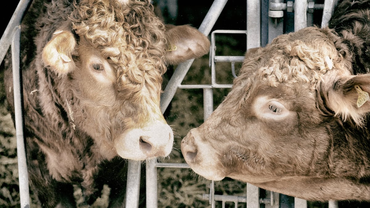 Humans that STILL eat animal flesh...

... excel at evading the horrors of the mass murder of other animals for profit, the intelligence + emotionally complex of other animals, and NOW the zoonotic pandemic risks of factory farming + eating #meat.