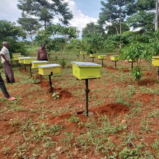 LorenzoJonath12's tweet photo. Today we had the pleasure of installing beehives for a team of incredible farmers , helping them to take a step towards sustainable farming.

You can as well use this weekend to start your beekeeping project.
#DevelopWithNature https://t.co/17YX1kWvo7