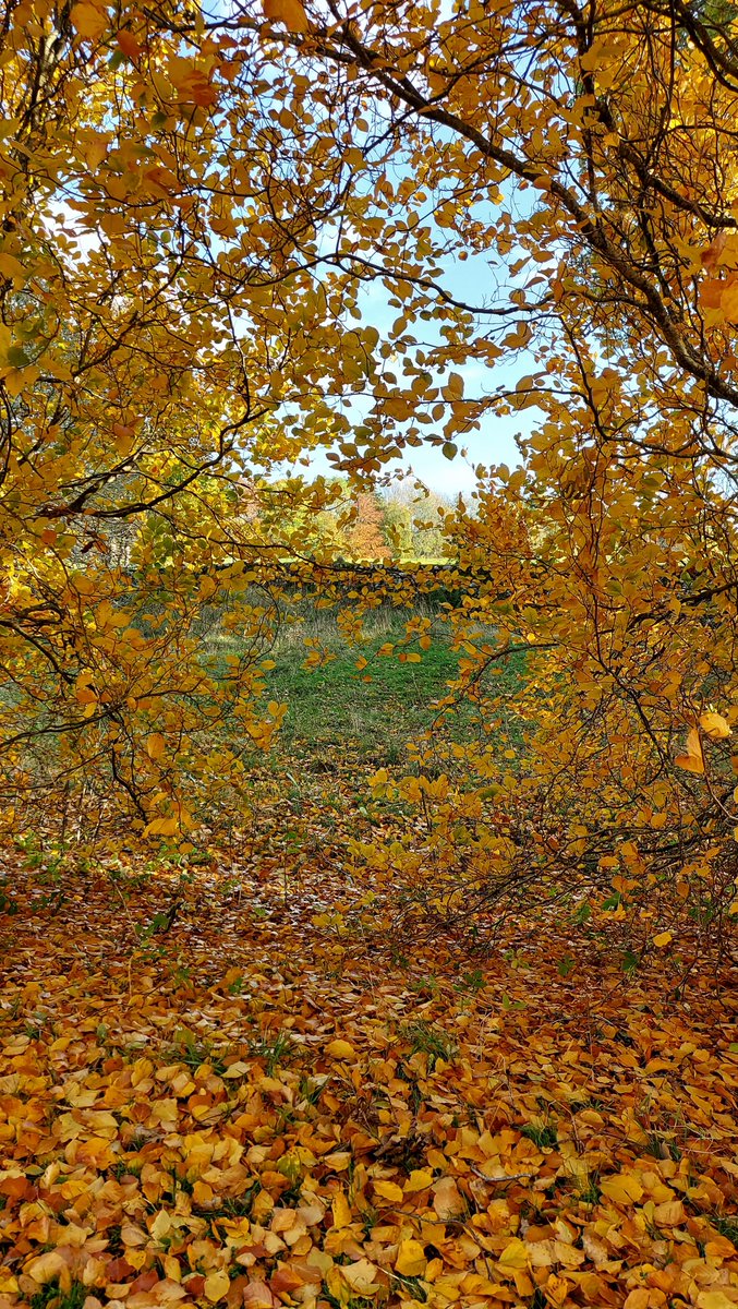 Absolutely stunning autumn colours in the village 🍂!

#autumnwalks #cawdor #explorescotland #AutumnVibes