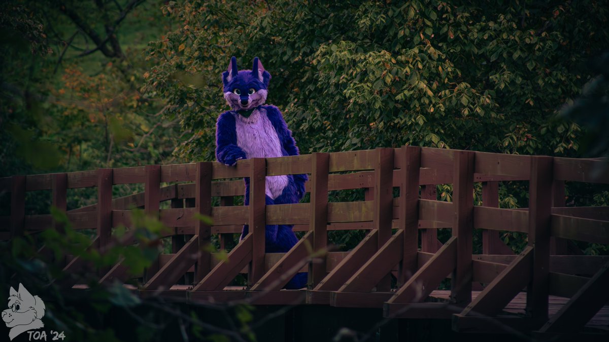 Bridge overlook as the setting sun casts the environment in new colors 
📷:<a href="/MegaToaX/">Nick (ToaCat = Blau🌥)</a>
#FursuitFriday