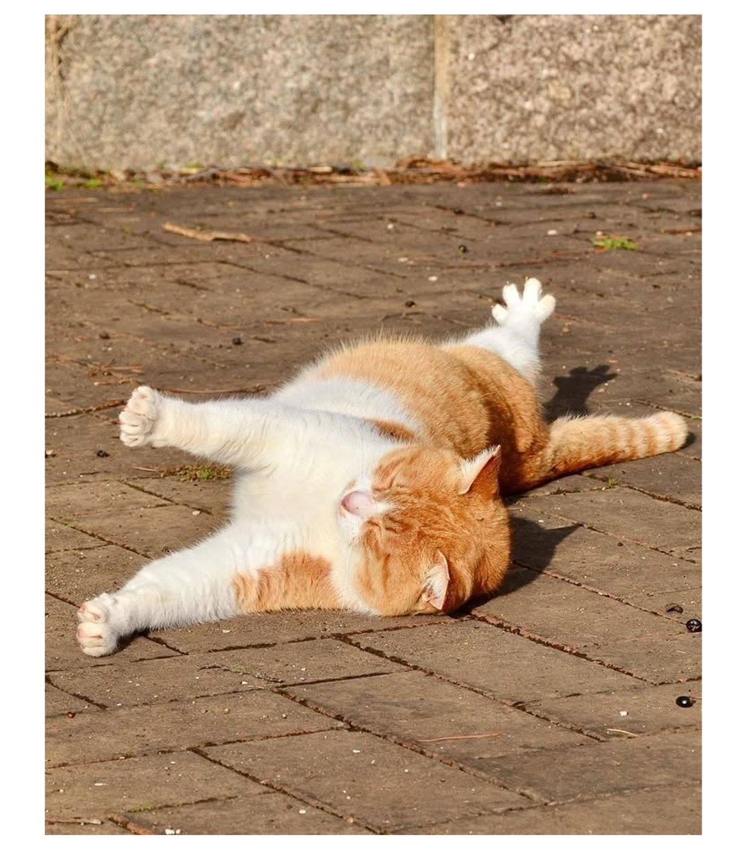 gentleeeeeeecat's tweet image. 