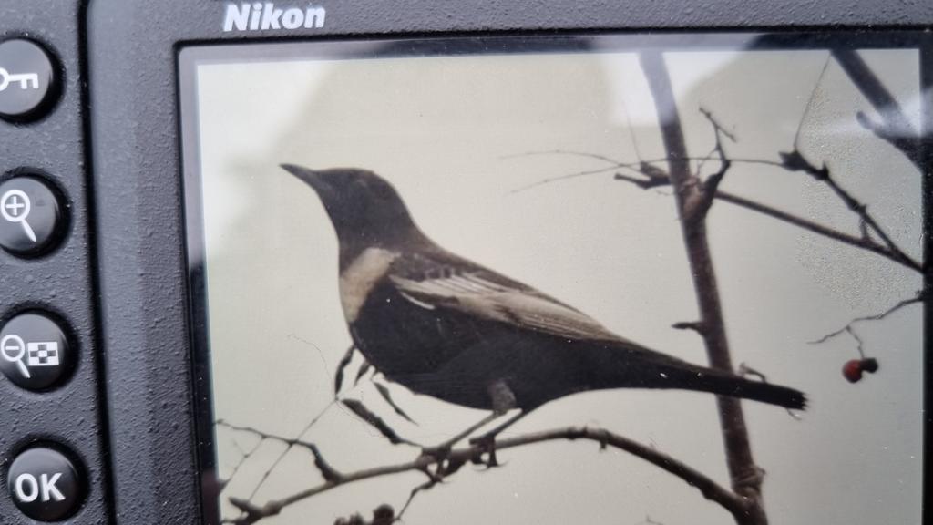SiBorder's tweet photo. Ring Ouzel on NE side of North Hill #MalvernHills just above De Walden Drive plus another unsighted bird down below calling back. @WorcsBirding https://t.co/ix6po3j8BF