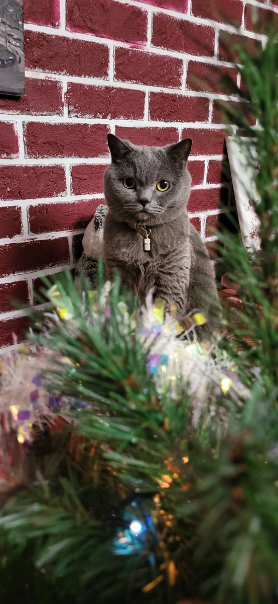 Ksu_1310's tweet photo. @drsy10WSbjZ3Sho Котиков много не бывает🤩 https://t.co/EEJ3y317jo
