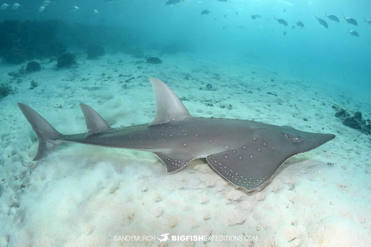 BigFishTrips's tweet photo. Australian/Bottlenose Wedgefish at Heron Island. So many sharks and rays, so little time. Whats on your bucket list?
#guitarfish #shovelnoseshark #guitarshark #wedgefish #sharksandrays https://t.co/sKk2cbCXYq