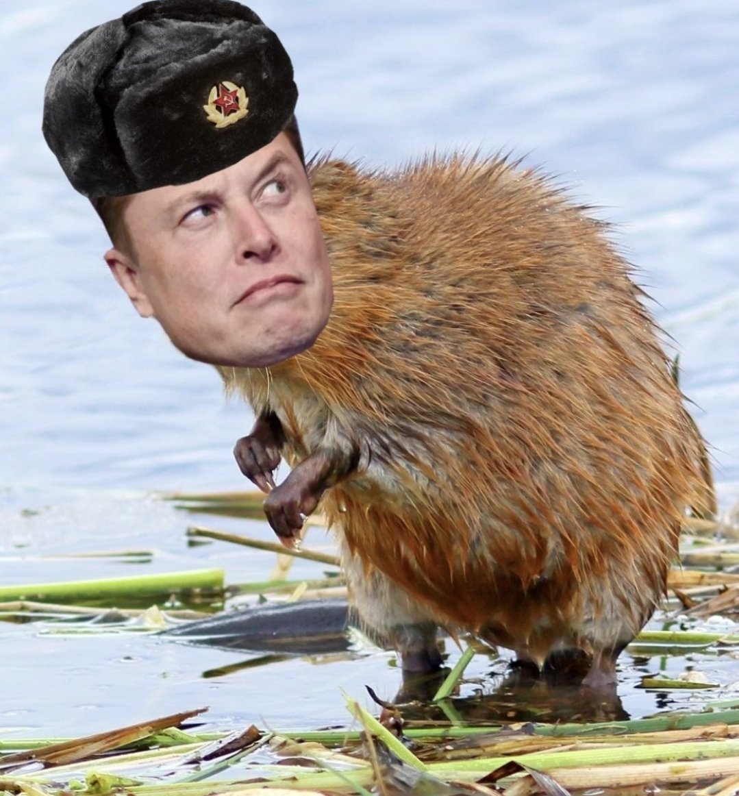 theliamnissan's tweet photo. The rare Siberian Muskrat https://t.co/4KBMwA6R3c