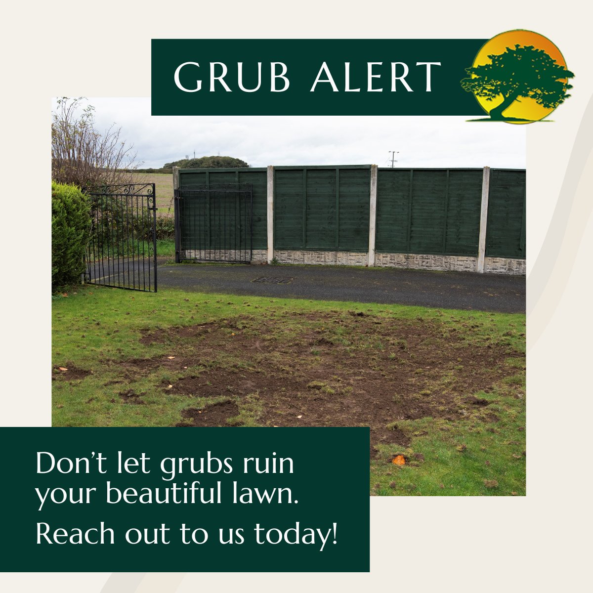 CamelotTreeCo's tweet image. Don’t let grubs ruin your beautiful lawn. Reach out to us today to learn how our organic solutions can keep your grass green and healthy! 

#GrubControl #OrganicSolutions #CamelotTree #HealthyLawns #SustainableLandscaping