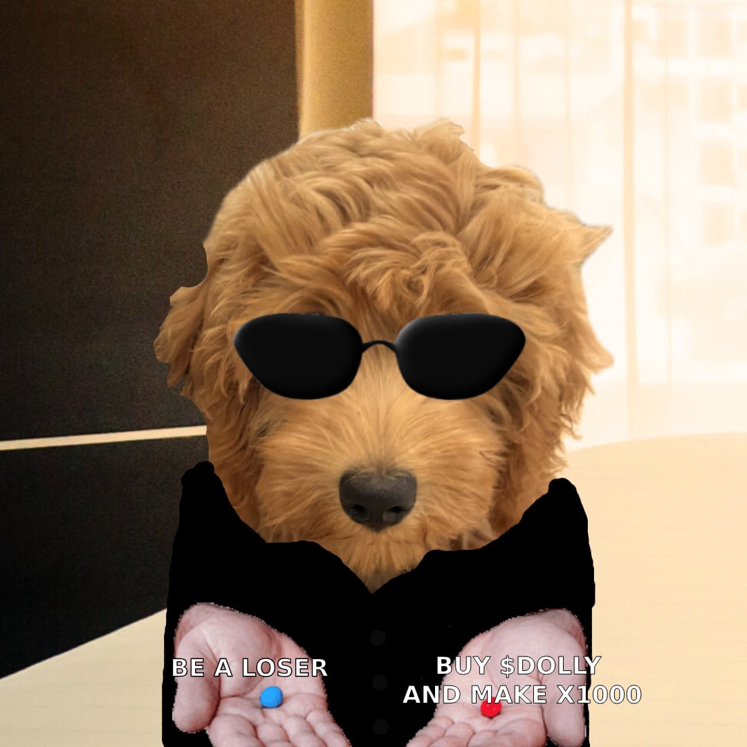 Dolly 🐩 tweet media