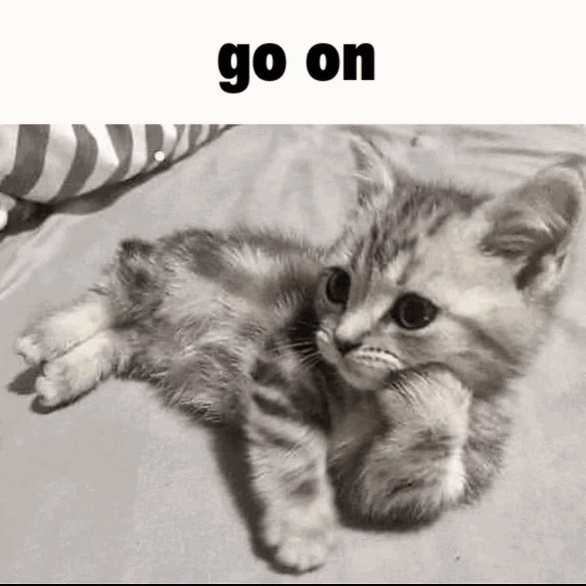 Punch Cat tweet media