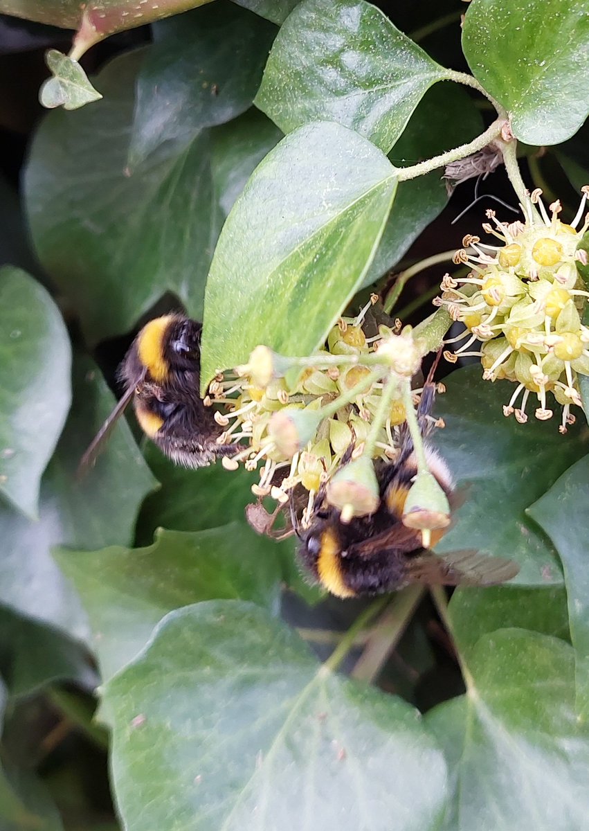 24 children in Kimpton had a great Bikeability week with the @hertcww team of Rory, Bob &amp; myself. 

The bees were busy on the Ivy flowers.

I also attended a Sported meeting for <a href="/SGCyclingHub/">Stevenage Cycling Hub CIC</a> &amp; did preparations for @FairlandsCc Launch night.