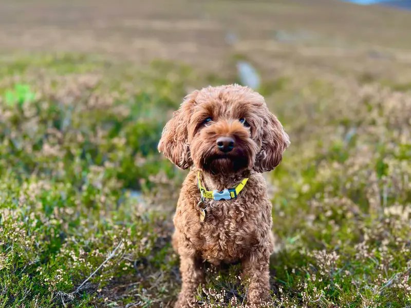 Dogs Trust 💛🐶 tweet media