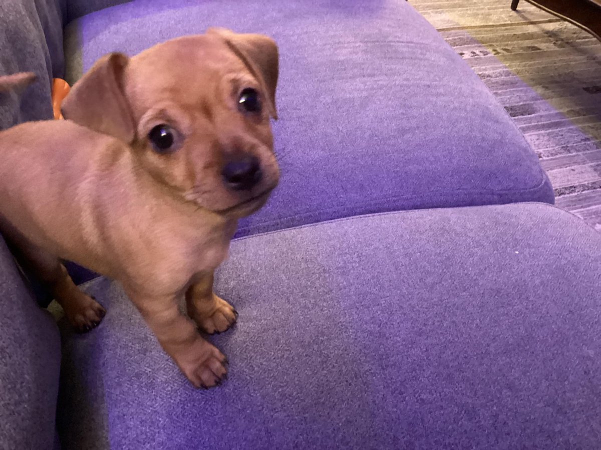Barkley_Pup's tweet photo. It's my birthday!  I'm a year old today. https://t.co/IoCRetZdI2