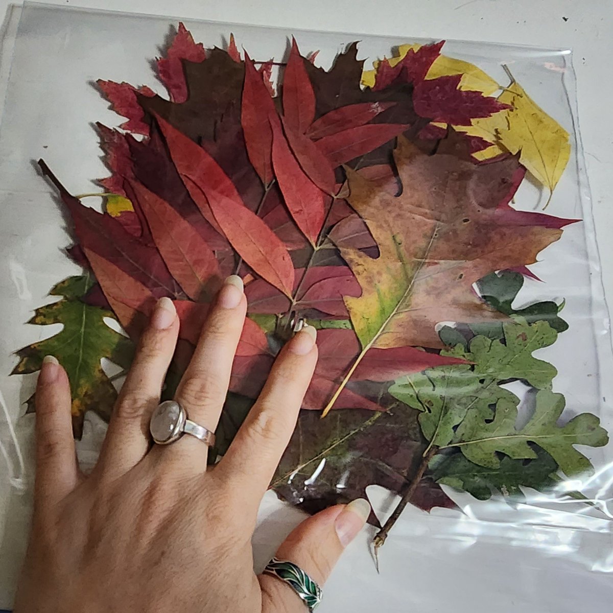 FTGU_Design's tweet image. 🍂 Fall Project: Leaf Pressing 🍂

Step 1: Gather Your Leaves
Step 2: Prepare Your Leaves
Step 3: Place Leaves Between Paper
Step 4: Press the Leaves
Step 5: Check and Use

#FallProject #Crafts #LeafPress
