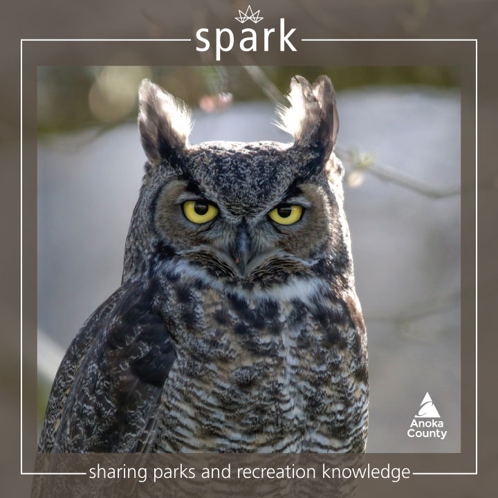 🦉 Owls are incredible birds! They have adaptations designed to help them hunt almost silently. Being equipped with downy feathers all over their body helps reduce wind noise as they approach their prey. Learn more 👉 bit.ly/3XT0n2i

📷: Creative Commons