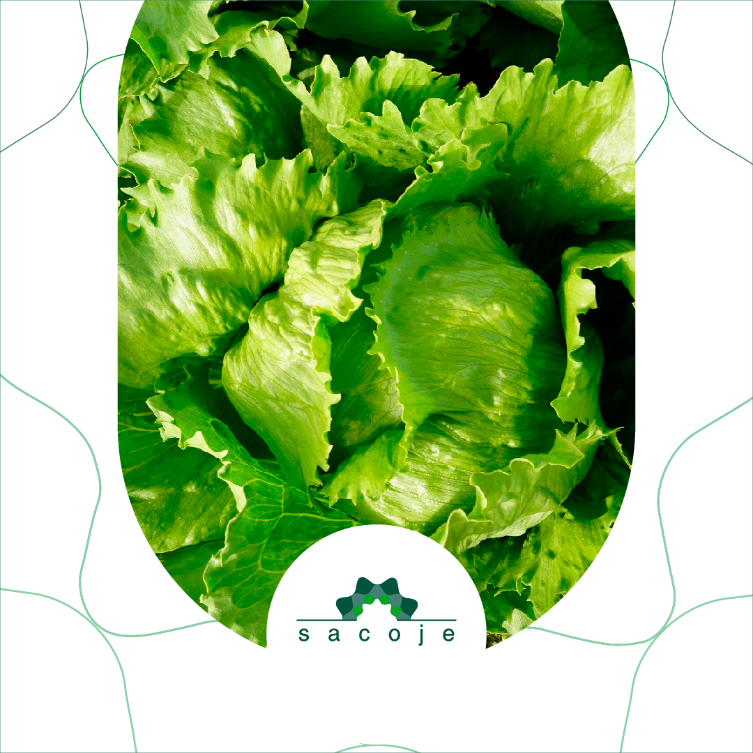 sacojecoop's tweet image. 🥬🥬La lechuga iceberg ya ha aterrizado en nuestra cooperativa, producto de producción propia que nos llega de nuestros socios directamente para su confección y comercialización.

#Sacoje #Lechuga #LechugaIceberg #Artesanos