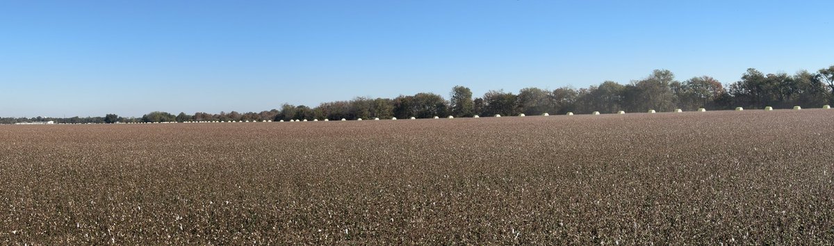 20 days, 12 new hydraulic hoses, and some help from <a href="/Quito_Gin/">Quito Gin Inc.</a> later, cotton 2024 is officially in the books