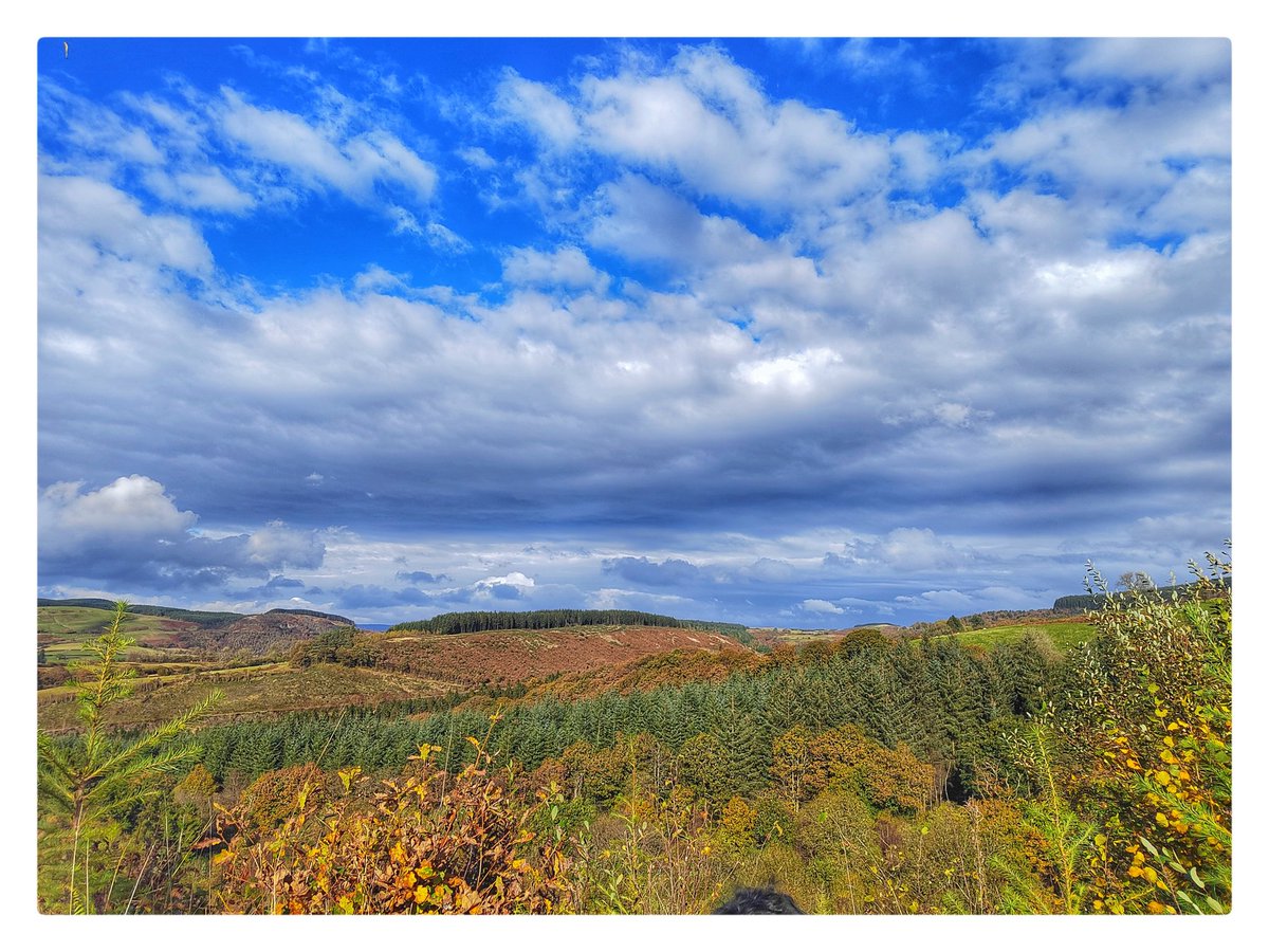 smoggiewalks's tweet image. On the Epynt way (Halfway forest) #getoutside #explorelocal #discoverlocal #BorderCollie #dogsoftwitter #epyntway @DerekTheWeather @OrdnanceSurvey @NatResWales @MidWalesMyWay @EpyntWayA