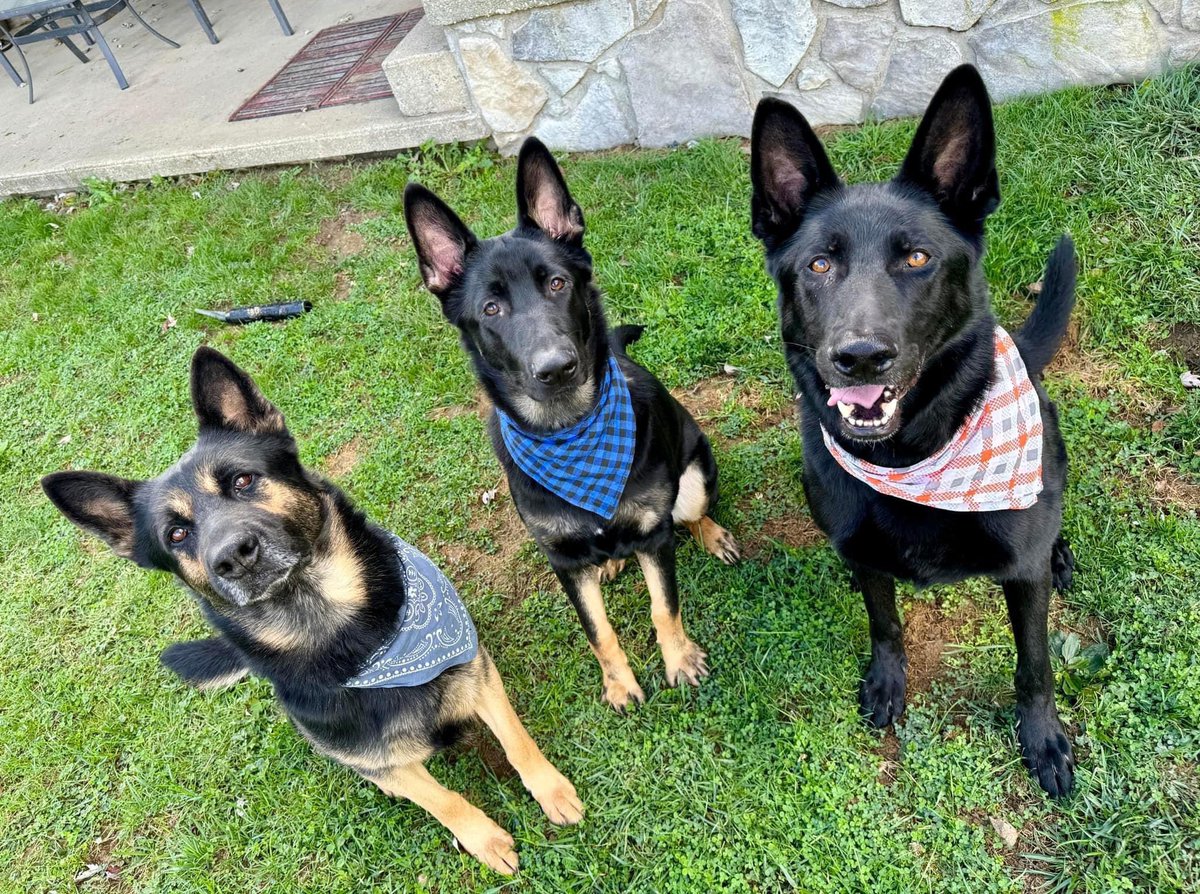 APTeamD816 tweet media