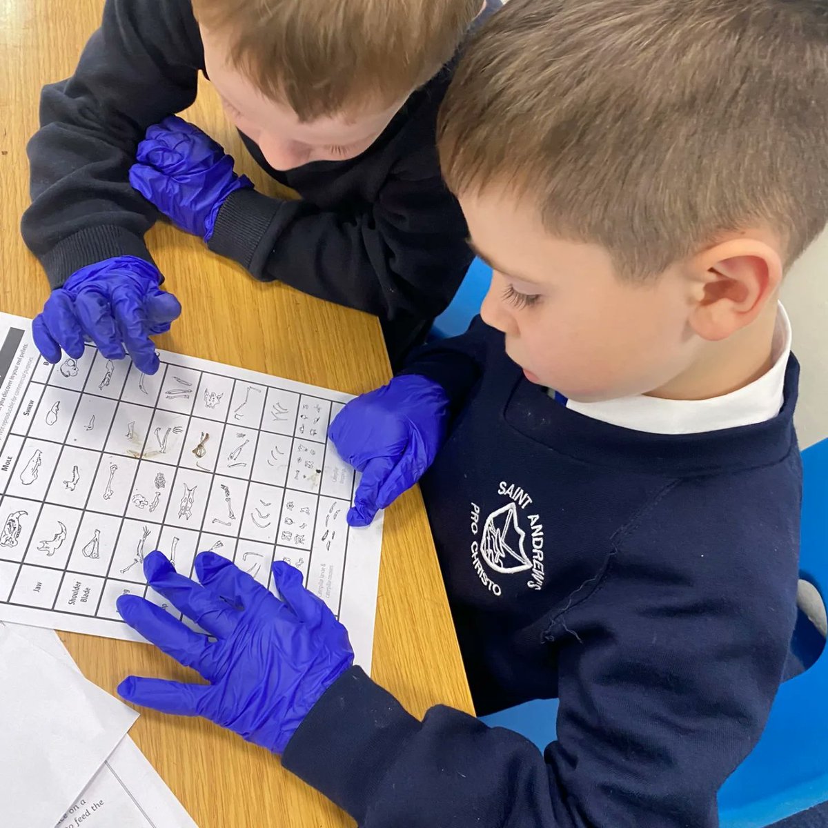 StAndrewsOLAAS's tweet image. Science in Year 3 was not for the fainthearted this week! Dissecting owl pellets 🦉🔬
#bringinglearningtolife #miniscientists