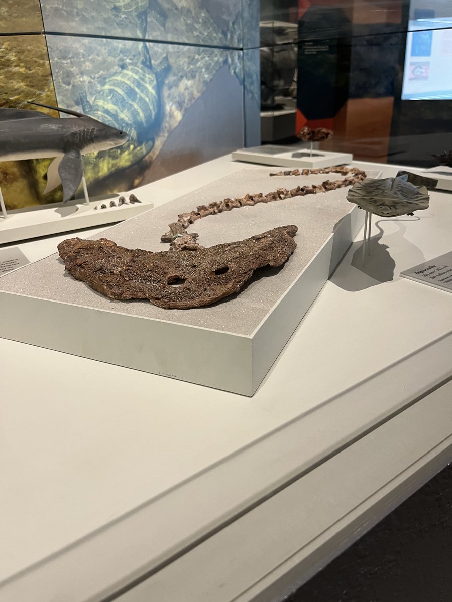Happy #FossilFriday! For this week, we’re highlighting another “monstrous” Paleozoic critter, Diplocaulus. Known from the Permian of the US and Africa, Diplocaulus is a strange amphibian with a boomerang shaped head, the function of which is unknown.