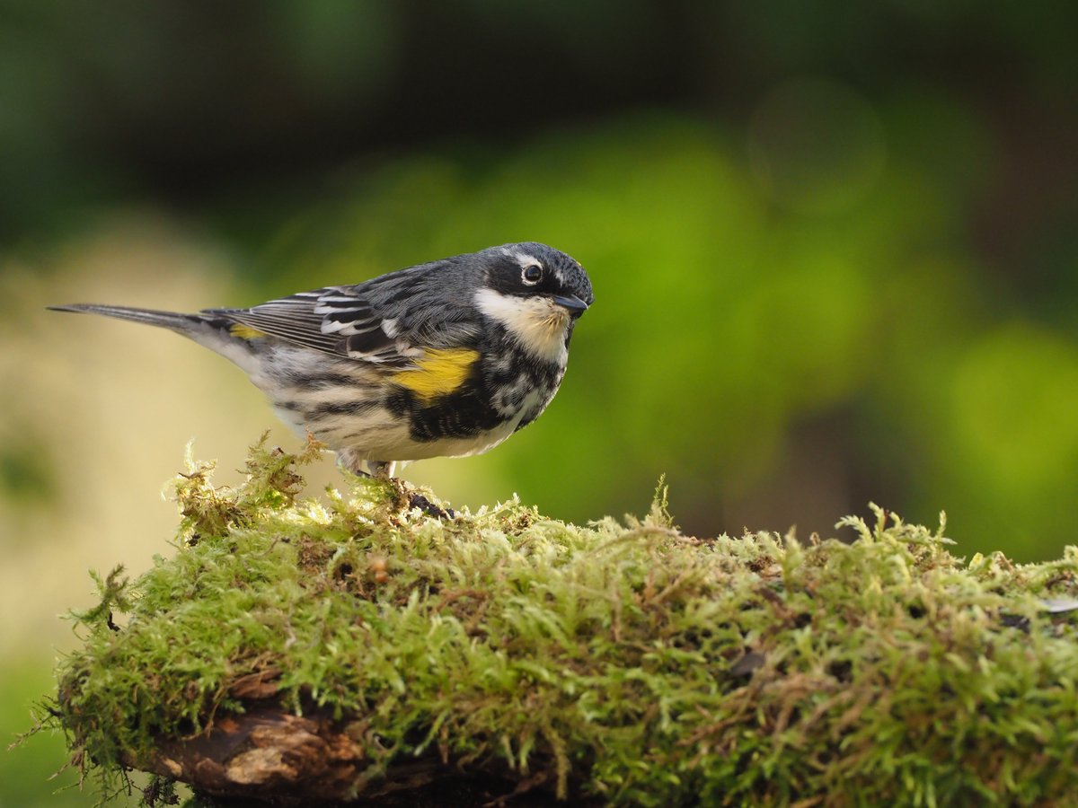 ..the Cape May was my fourth species of American Warbler for the autumn of 2023, one could argue autumn continued through to the following April, my sixth species being this stonking male Myrtle Warbler in a Scottish garden on 14th.