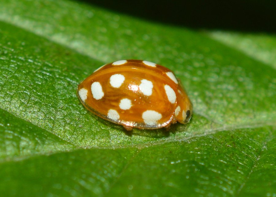 🚨Dataset Update🚨 
Our Ladybirds of Ireland dataset has had another update and now has 17,926 across 34 species. 

Remember you can submit all of your ladybird records through Ireland's Citizen Science Portal. All records will go on to inform our #LadybirdAtlas2025 project.