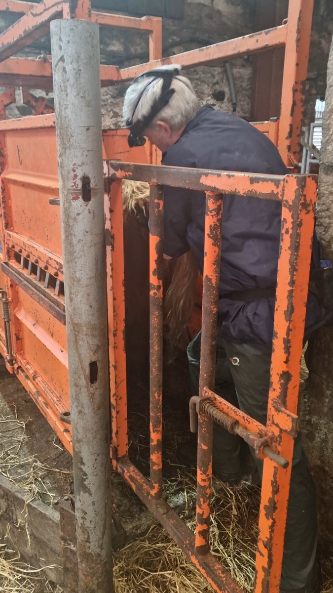 Edinvale Farm 🌱🐂 tweet media