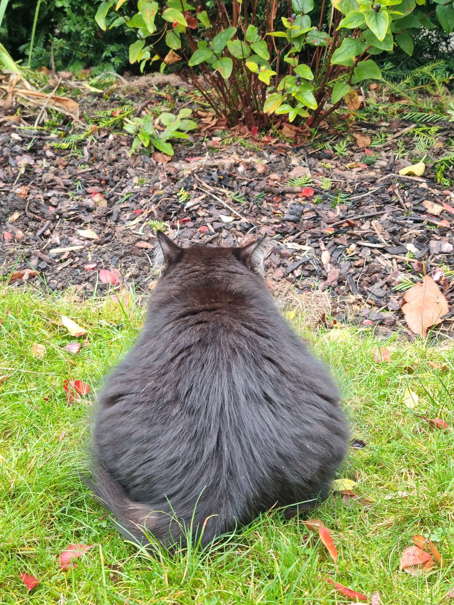 It's up to me again to put in a proper #Hedgewatch shift...
A floof's work is never done! 
Wilf x